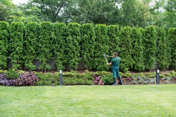 Best Tree Maintenance Programs  in Lewiston, ME