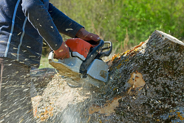 Best Stump Grinding and Removal  in Lewiston, ME